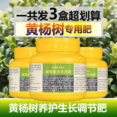 黄杨树专用肥料盆栽黄杨营养液叶子发黄干枯萎尖焦卷曲补救施肥料