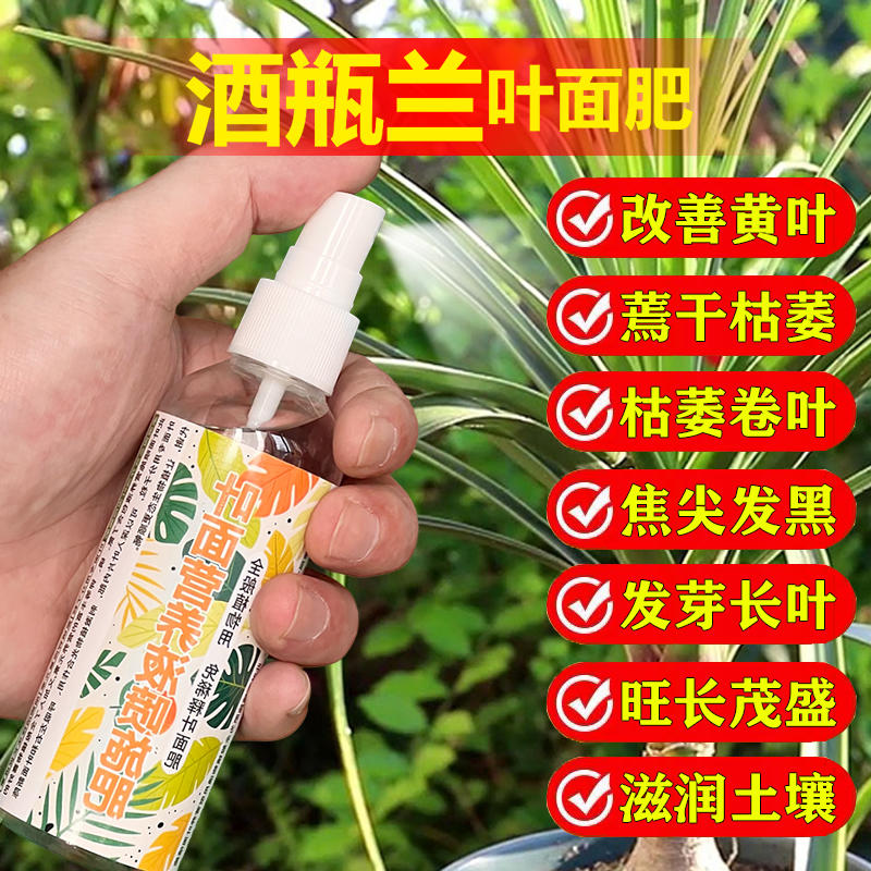 酒瓶兰专用肥料盆栽绿植物营养液发芽防叶子干枯黄蔫锈斑花卉肥料