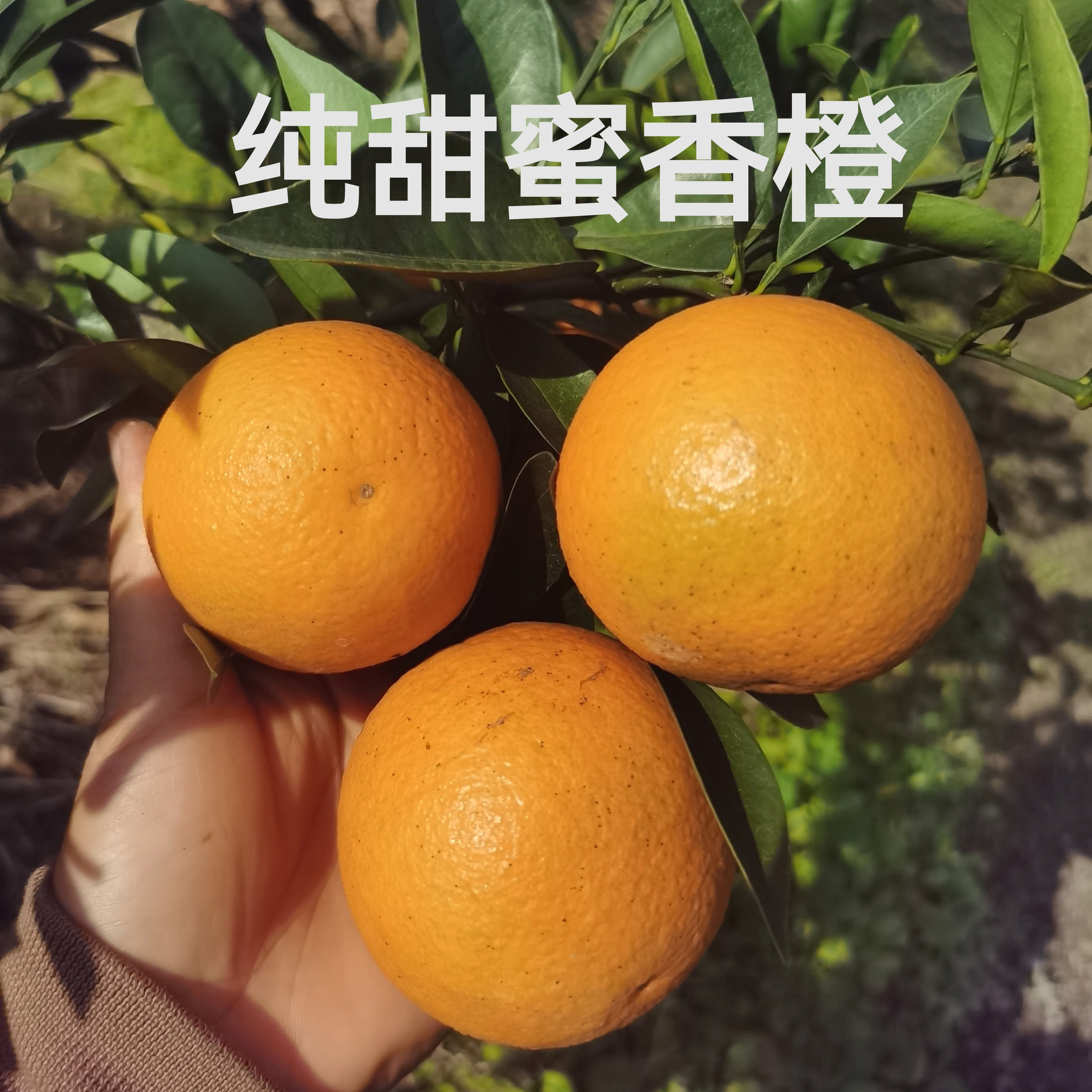 广西桂林蜜香橙蜂蜜橙纯甜橙子埃及橙当季现摘新鲜水果10斤包邮,水产肉类/新鲜蔬果/熟食,橙,淘宝优惠券,粉丝福利购,淘宝优惠卷