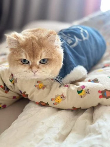 安徽阜阳专业寻找丢失的猫咪狗狗找猫团队寻猫救猫 猫咪丢了寻狗