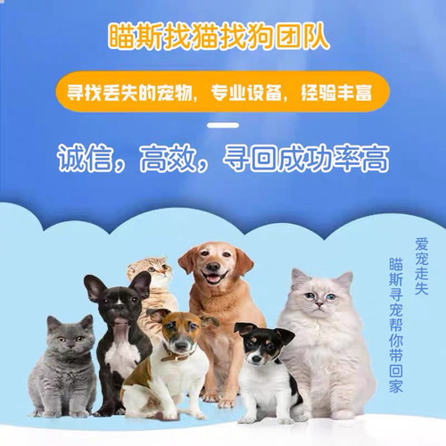 山东济南，寻猫抓猫救猫泰安，滨州专业找猫狗团队，