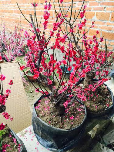 梅花盆景