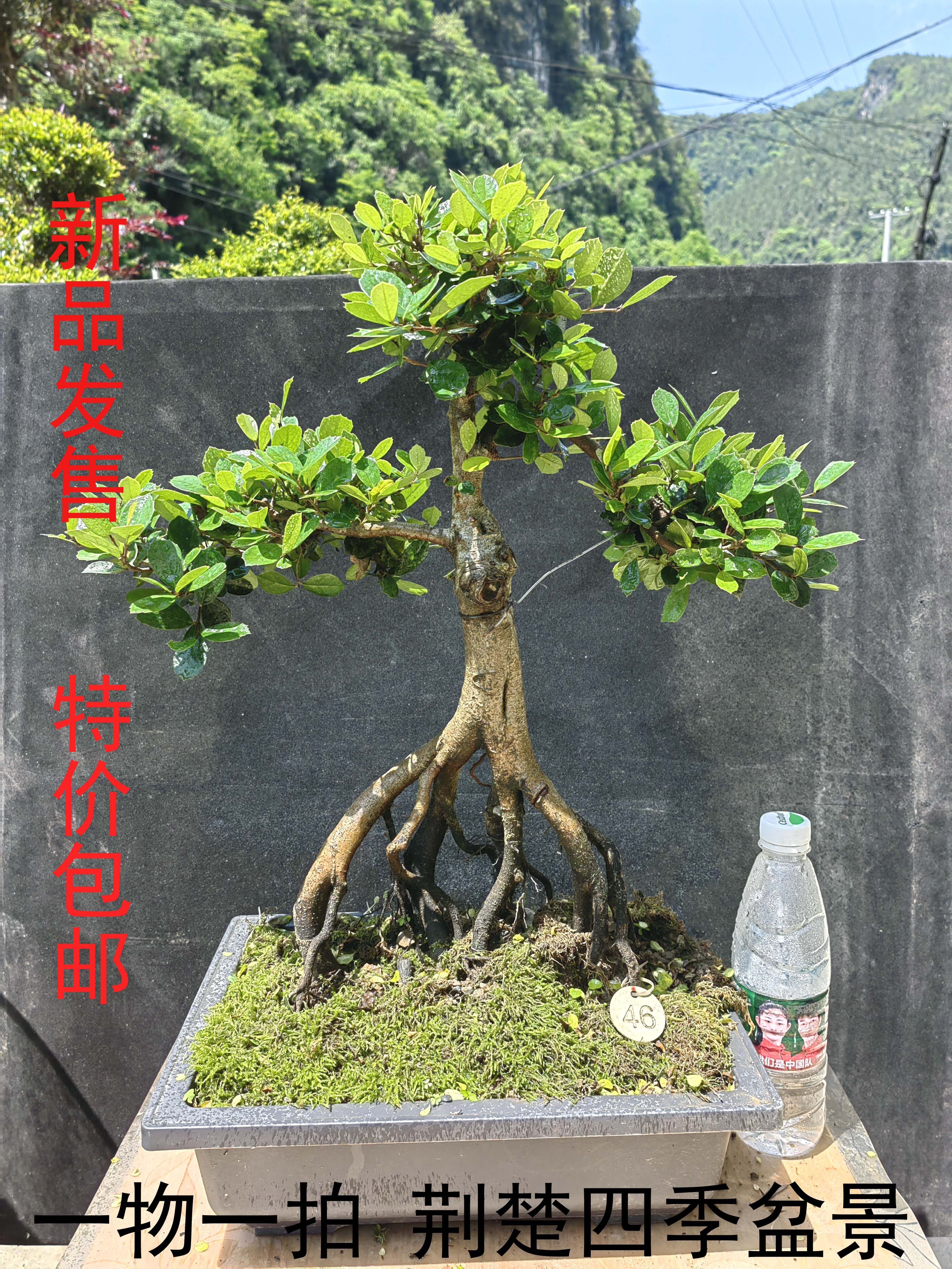 正宗中华蚊母树桩盆景 大叶蚊母盆栽  四季常青  园林精品