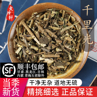 中药材精选千里光 九里明 正品新货九里光 黄花母 一扫光50克