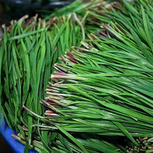 香味浓高产抗病大面积独根红韭菜