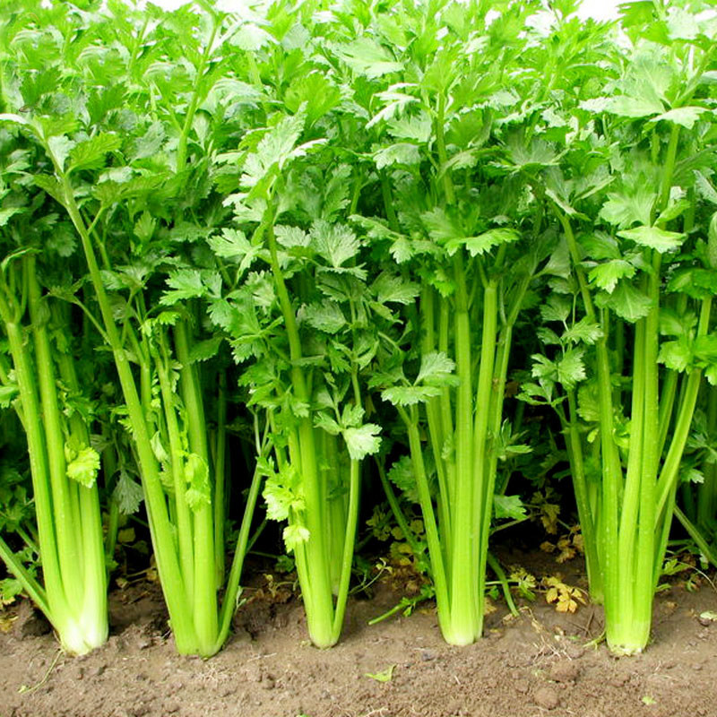 四季小香芹种子芹菜种子季青菜籽蔬菜种孑西芹农家芹菜苗种籽大全