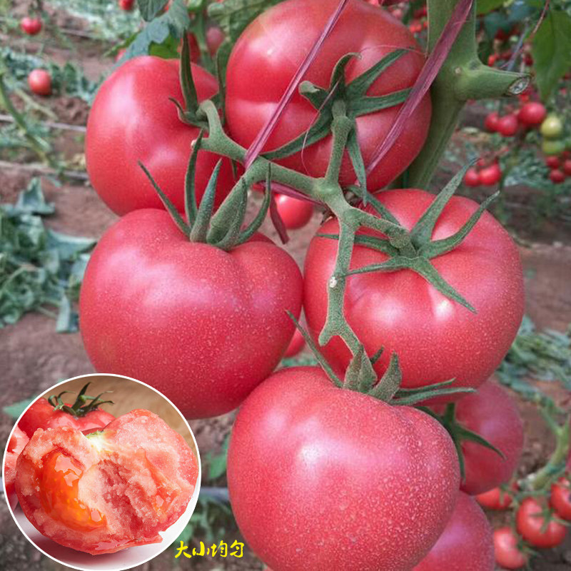 普罗旺斯老品种沙瓤西红柿水果番茄种孑高产千禧小番茄圣女果种籽