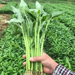 大叶空心菜种籽孑苗四季 菜苗水上种植蔬菜菜籽种苗种籽三叉菜种子