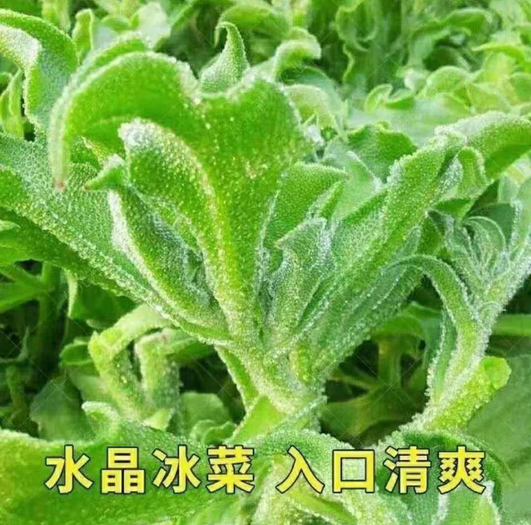 冰菜种子秋盆栽蔬菜种籽四季秋冬季南方菜种籽大全水晶冰草苗种孑