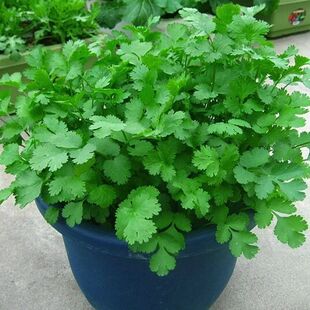 四季香菜籽种大全农家盆栽苗阳台食用蔬菜香菜籽种孑大叶芫荽种子