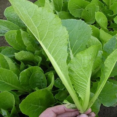 蔬菜四季盆栽大全种子