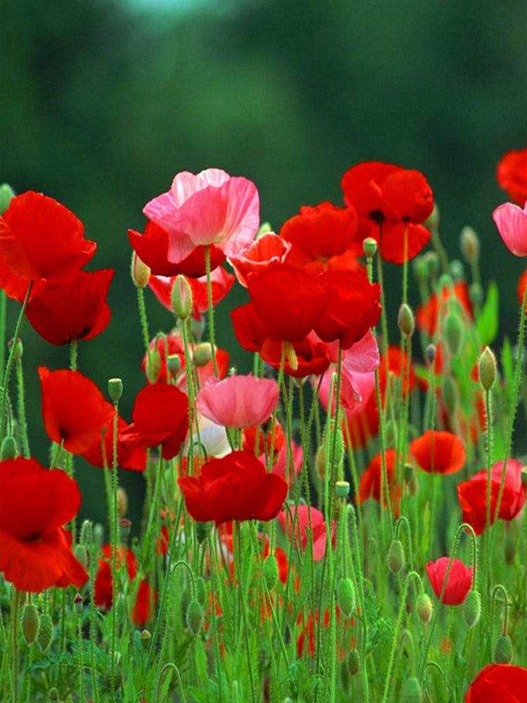 冰岛虞美人花种子四季播种开花易活懒人花卉种孑室外庭院花种籽子