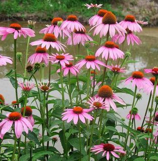 松果菊种子花籽一年四季开花室内花种籽子种种植庭院易活种籽种孑