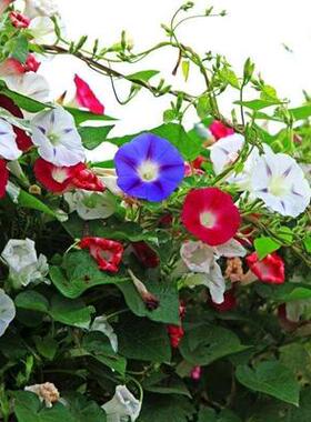 大牵牛花苗特大爬藤五角星种孑爬山虎种子植物花种籽子太阳花花籽