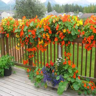 旱金莲花种籽子汉金莲春天花种子盆栽苗四季开花室内旱荷花卉种孑