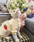 Крем - безволосочный сафакс, британские короткие домашние животные, кошки, теплый ягненка для дурака