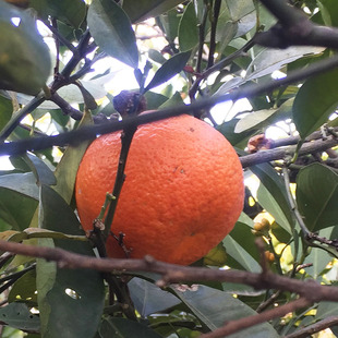 现摘!玳玳圆酸橙子代代果苦橙果回青橙玳玳果新鲜玳玳橙代代果