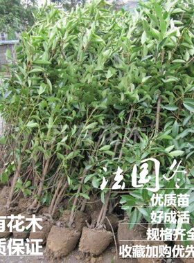 法国冬青庭院绿篱树苗珊瑚冬青苗围墙树绿化珊瑚篱笆树四季常青