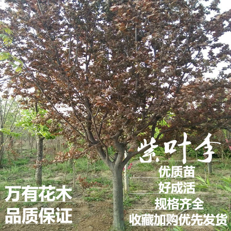 正宗绿化紫叶李树苗 紫叶李树 紫叶李子树苗 红叶李子树苗木