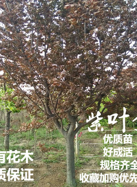 李子树苗绿化万有花木