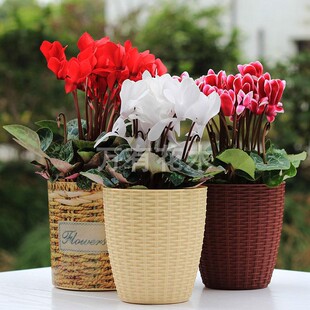 仙客来盆栽带花四季开花仙鹤来花苗大花重瓣鲜花植物室内花卉绿植