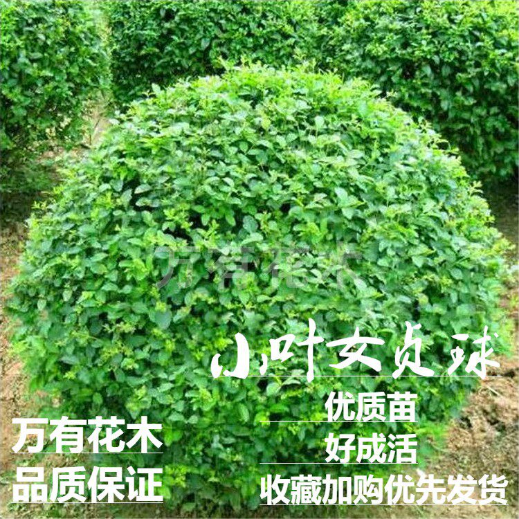 庭院小叶女贞万有花木四季常青