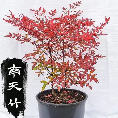 红叶火焰南天竹南天竹庭院观叶室内外耐寒内外客厅老桩大树名贵花
