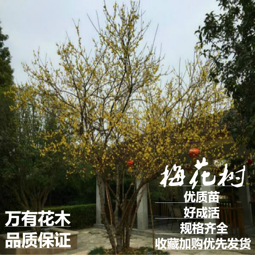 正宗梅花盆景树桩梅花树苗素心腊梅苗红梅绿梅乌梅花苗盆栽美人梅