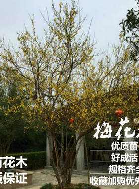 腊梅树桩万有花木梅花