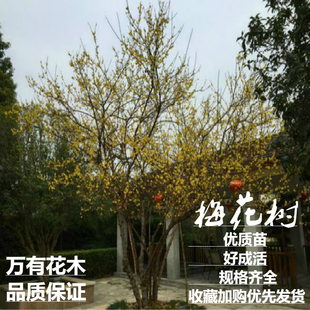 正宗梅花盆景树桩梅花树苗素心腊梅苗红梅绿梅乌梅花苗盆栽美人梅