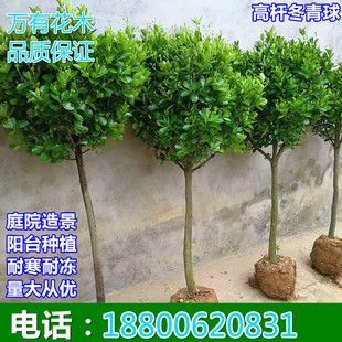 高杆冬青球树苗独杆大叶黄杨球树苗棒棒糖造型树四季常青庭院树苗