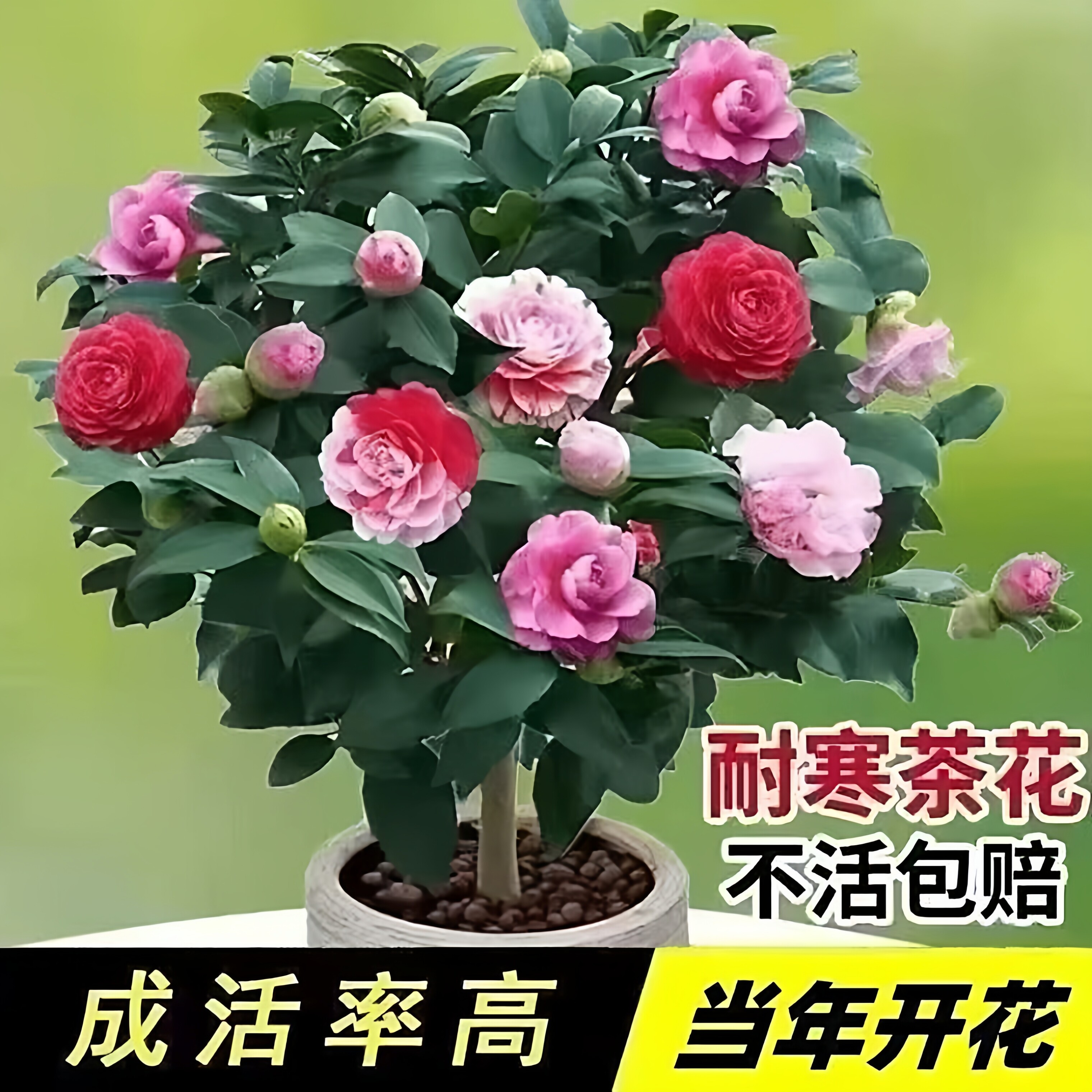 香妃山茶花树苗盆栽带花苞花卉植物室内好养四季开花不断耐寒浓香
