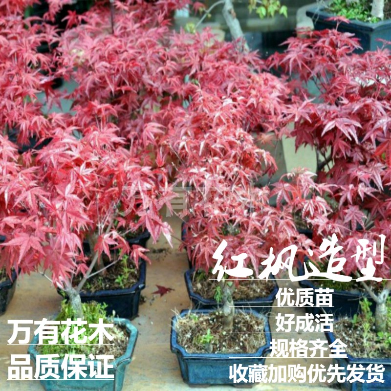 红枫树苗日本红舞姬美国红枫室外庭院别墅阳台道路绿化盆栽四季红