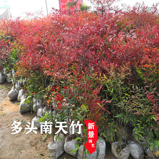 庭院园林丛生南天竹苗火焰红南天竺花苗多头红天竺花镜造景红叶苗