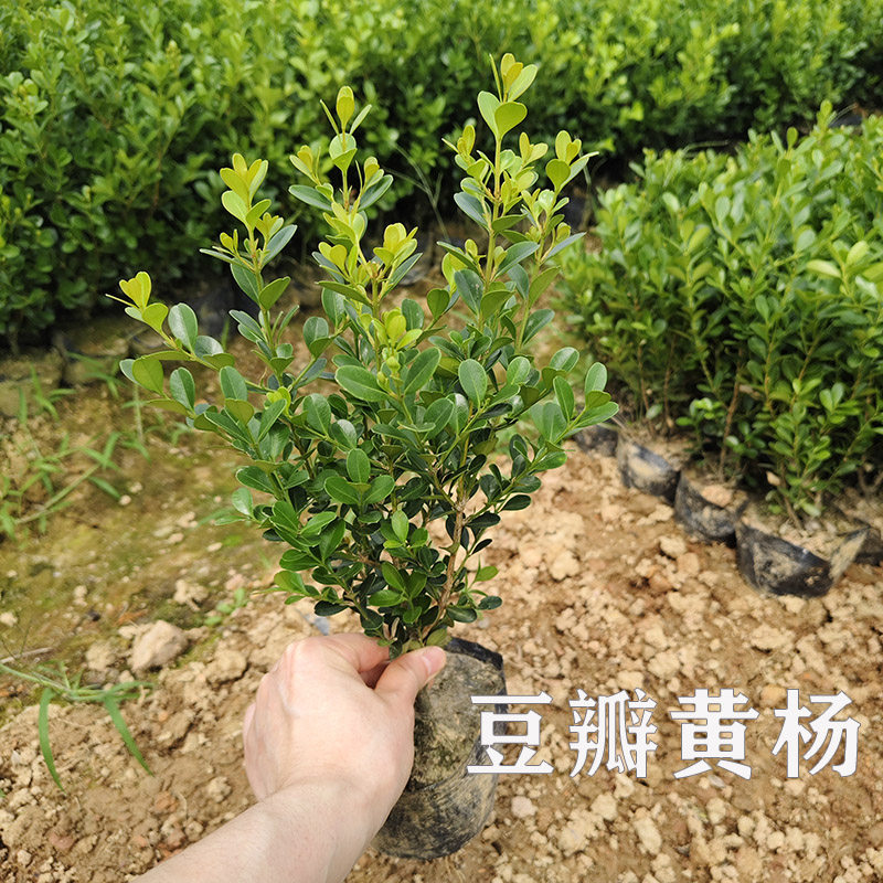 雀舌匙叶黄杨盆景造型原苗小叶黄