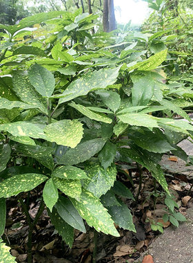 耐寒冬青耐阴易种植观叶为主常绿