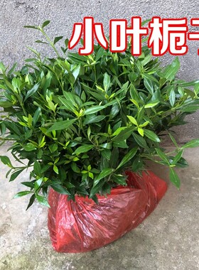 工程园林应用雀舌大小叶栀子花苗 细叶矮枝子花园植物 桅子花小苗