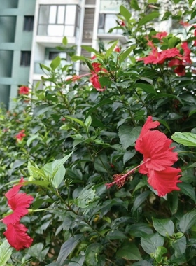 热带常用花卉朱槿大红花树苗扶桑花重瓣四季开花绿植红木槿苗佛桑