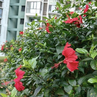 热带常用花卉朱槿大红花树苗扶桑花重瓣四季开花绿植红木槿苗佛桑