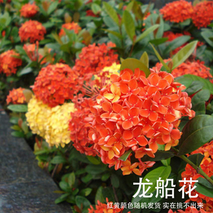 龙船花盆栽室外庭院花园室内阳台夏季开花植物水绣球粉宫龙船花苗