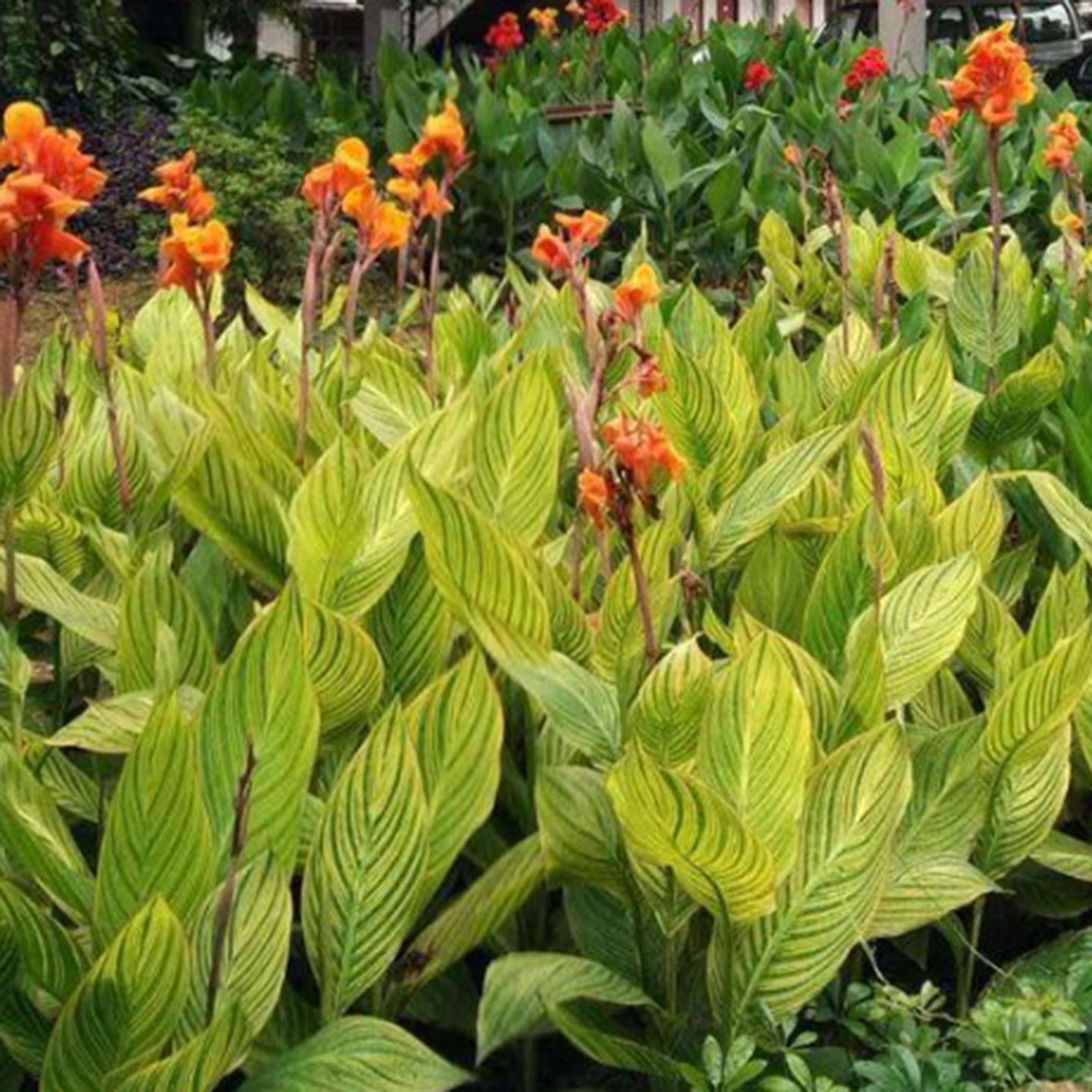 红叶朱蕉植物盆栽树苗耐热旱杯苗