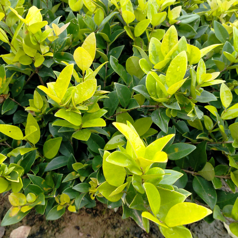 耐寒常绿不落叶金森女贞苗日本女真哈娃蒂女贞苗常用地被汝真树苗