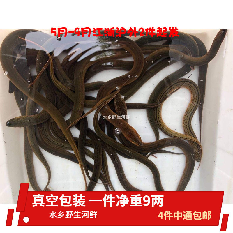 正宗野生黄鳝鳝鱼长鱼黄鳝鲜活新鲜黄鳝活体现杀真空 包装