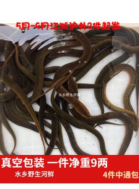鲜活野生真空包装鳝鱼