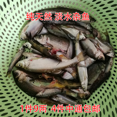 鲜活翘嘴鲜活翘嘴麦穗淡水鱼