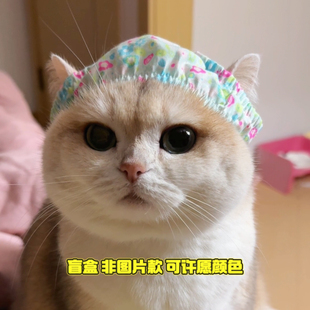 Mollywood猫来屋猫咪搞笑裤衩子胖次头套帽子松紧绳盲盒随机颜色