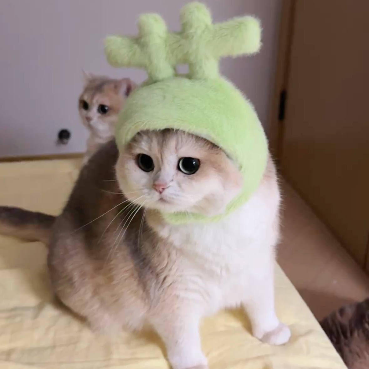 Mollywood 猫来屋 草字头颜文字创意恶搞礼物毛绒猫咪宠物头套绿