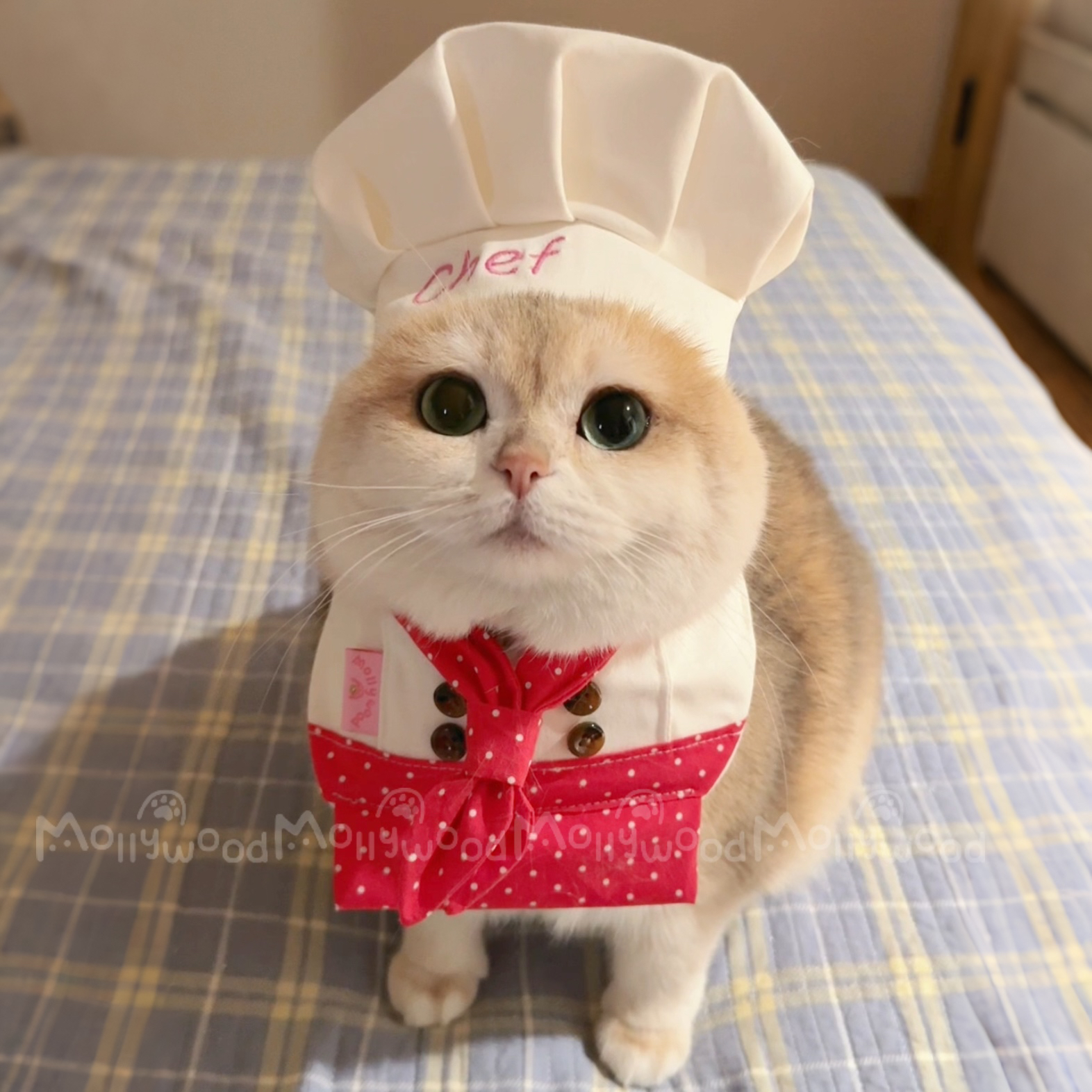 Mollywood 猫来屋 厨师帽 领巾围裙定制刺绣 多巴胺宠物口水巾狗
