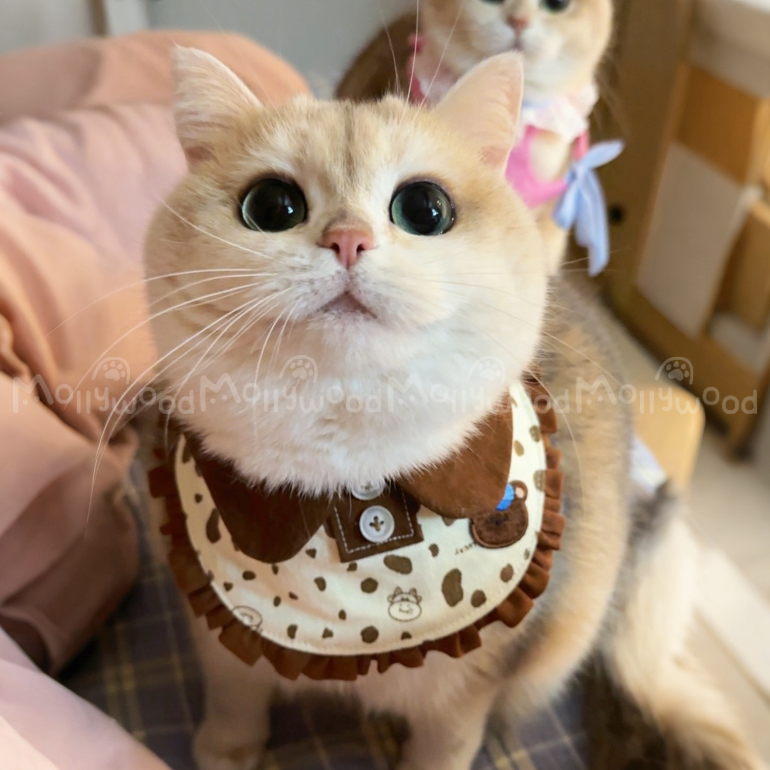 Mollywood 猫来屋 可爱奶牛t恤小饼干bb兜猫咪口水巾宠物围脖