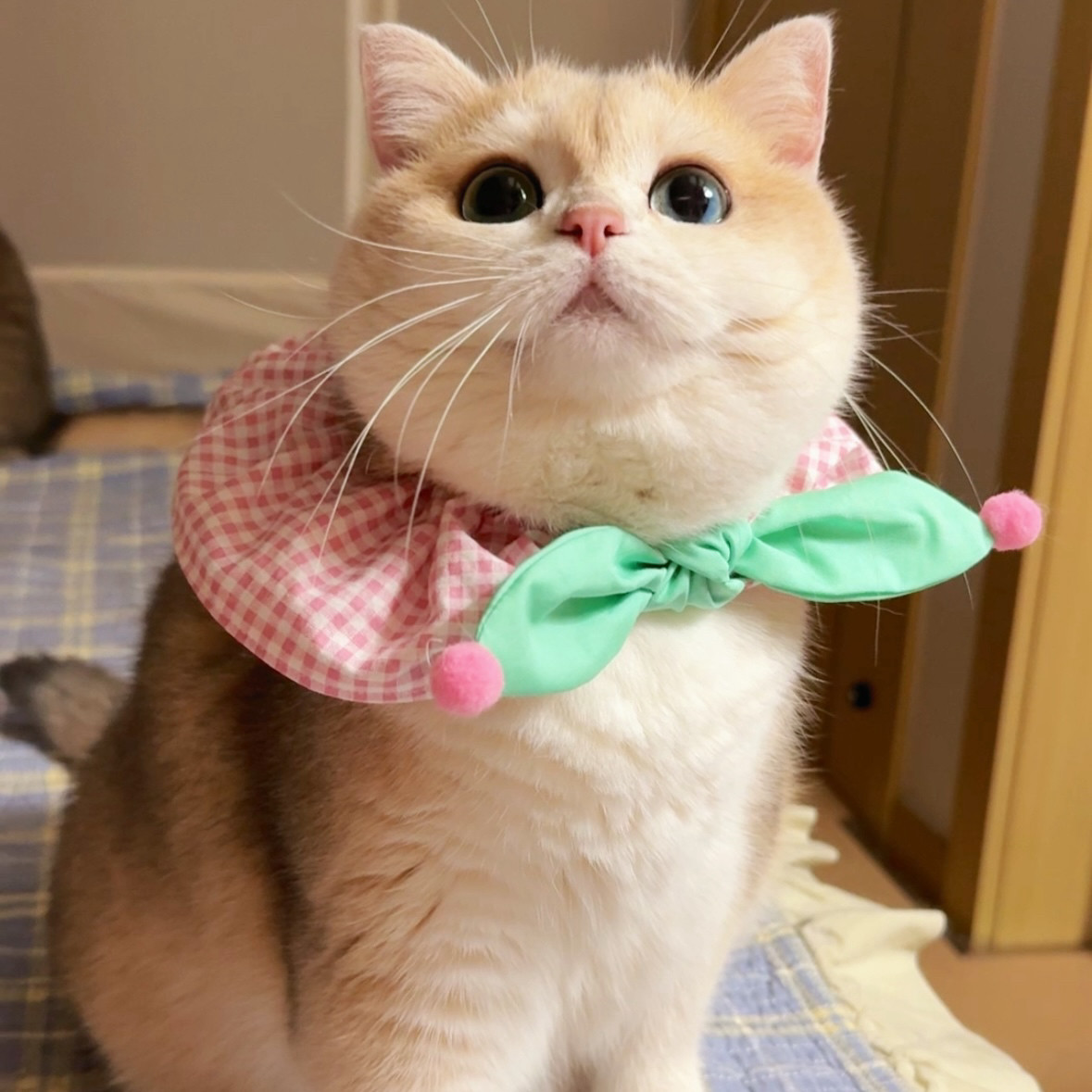 Mollywood猫来屋 猫咪狗狗飘带口水巾伊丽莎白圈 猫咪围脖口水巾,宠物/宠物食品及用品,围巾/口水巾,淘宝优惠券,粉丝福利购,淘宝优惠卷